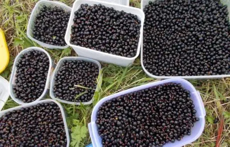 Blackcurrants Blackcurrants